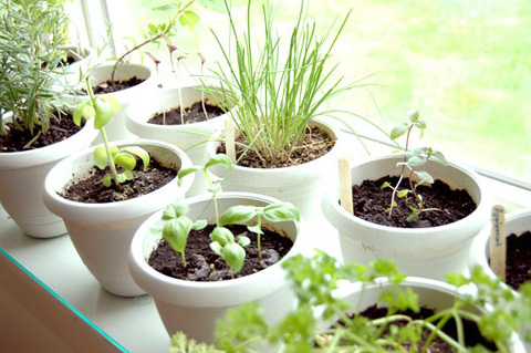 como planejar sua horta em casa