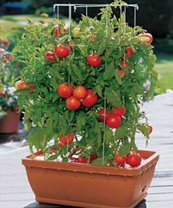 como plantar tomate no vaso