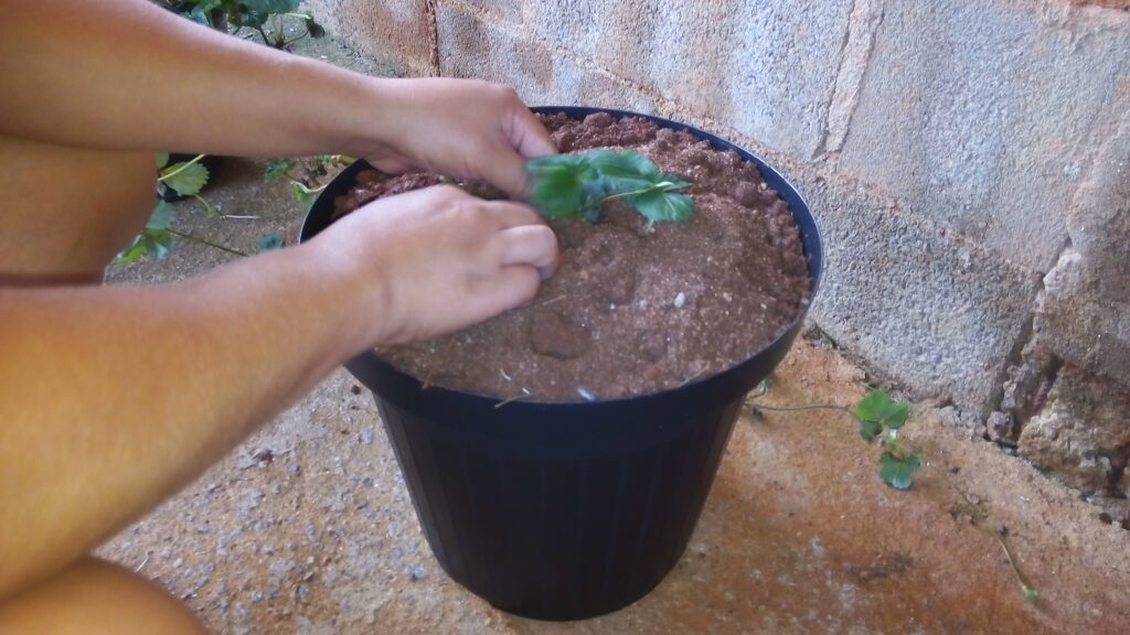 Plantando a nova muda de morango no vasinho.