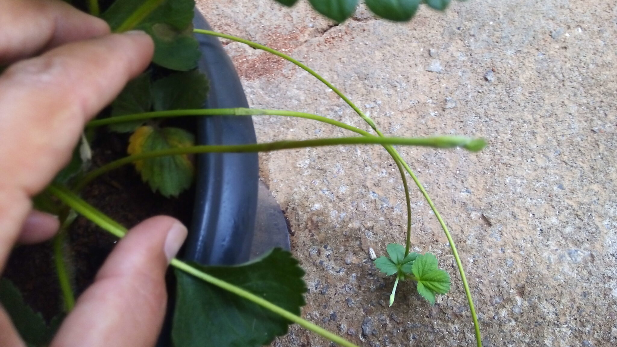 Como Plantar Morango Em Casa No Vasinho Por Mergulhia